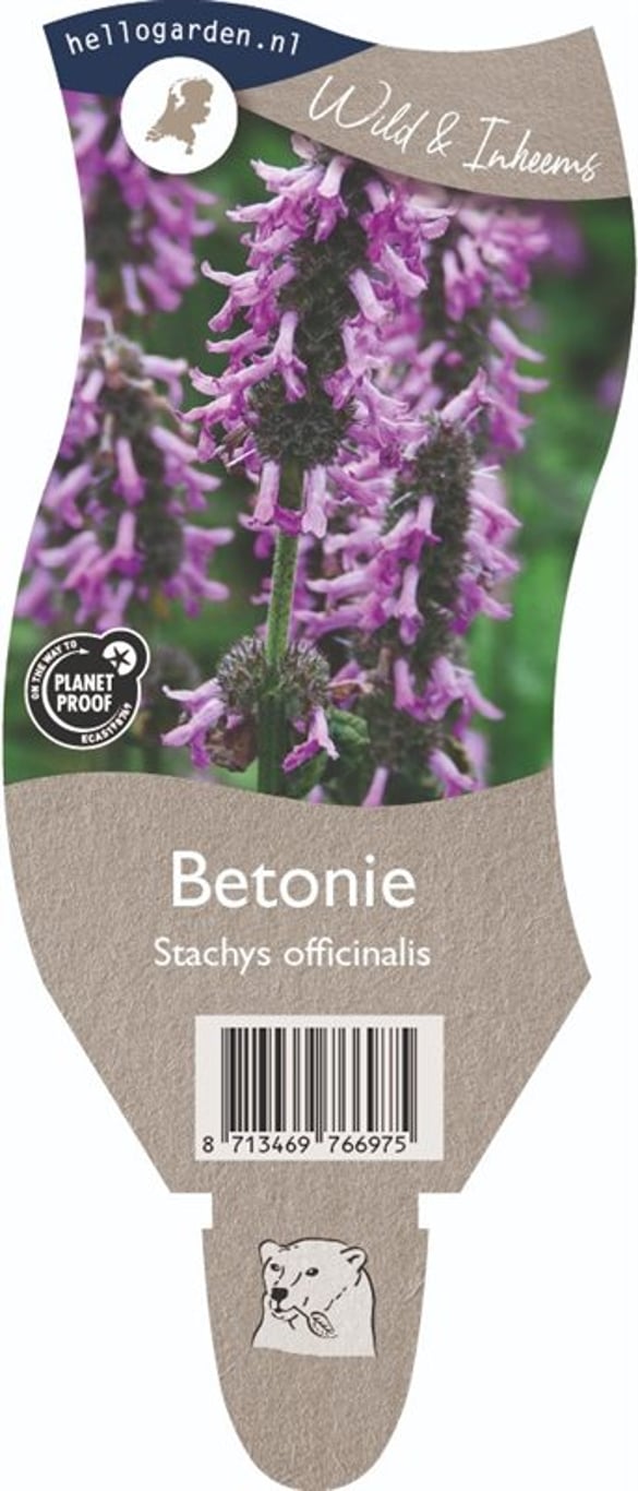 Betonica officinalis - P11